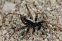 Pardosa_lugubris_D7405_Z_89_NP De Hoge Veluwe_Nederland